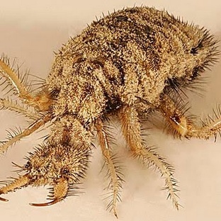 Муравьиный лев: охотник, инженер и загадка природы