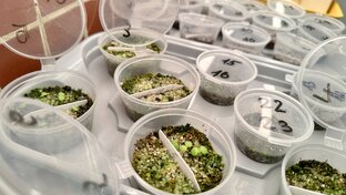 Посев семян суккулентов