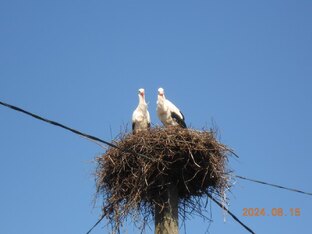 Аисты по соседству
