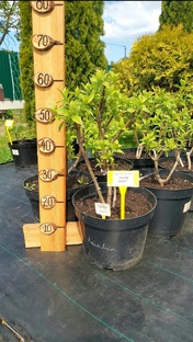 КАК ВЫГЛЯДЯТ САЖЕНЦЫ #наташинИсерёжинСАД