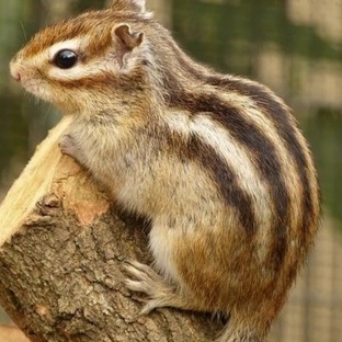 Бурундук: тайны, повадки и удивительная жизнь в лесу