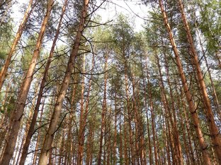 Брынская волость Жиздринский уезд