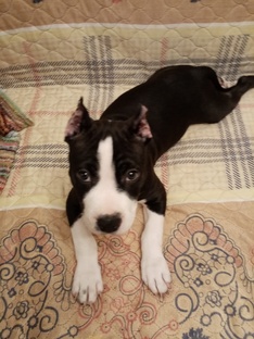 Ваш первый щенок.