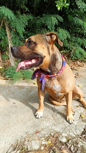 Питомцы и сложности их содержания