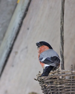 Птицы у дома.