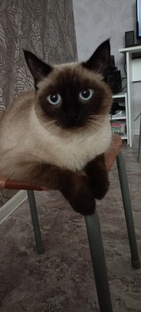 Видео Кошечка