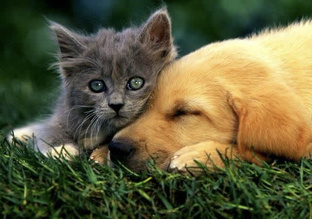 Рассказы о наших друзьях