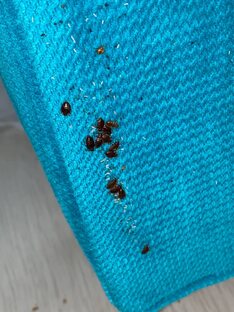 Осмотр квартиры перед дезинсекцией 