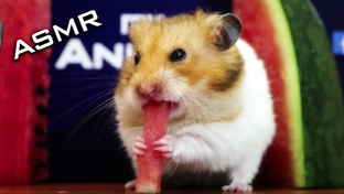 ASMR