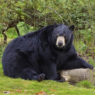 Барибал: тайны чёрного медведя Америки