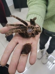 Выставка пауков