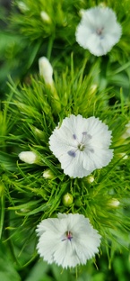 Садоводство