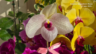 ПАФИОПЕДИЛУМЫ.  Paphiopedilum.