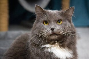 Здоровье кошек. Серьезнее, чем кажется, но проще, чем написано.