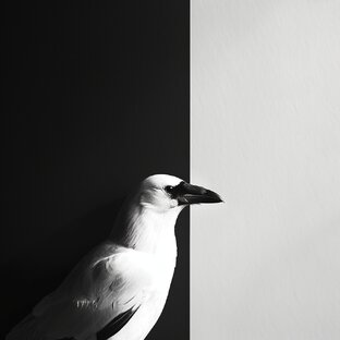 Особое мнение