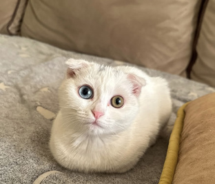 рассказы о животных