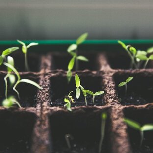 Сад и дача: права и обязанности садоводов