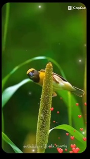 Сердца, которые дышат красотой сияющей природы