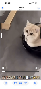 Забавные игры кошек