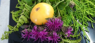 Белоплодные и жёлтоплодные томаты