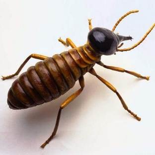 Термиты: архитекторы, солдаты и тайные гении под землёй