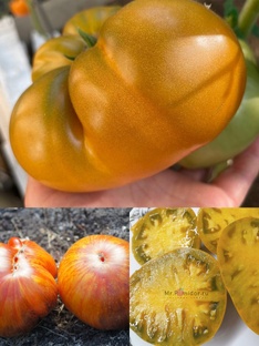 🍅  Самые вкусные и урожайные томаты