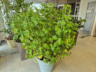 Пеларгония