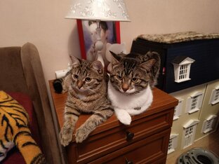 Авторские рассказы про котов