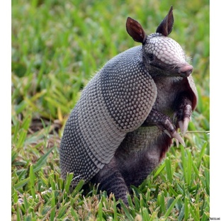 Броненосец: удивительная жизнь в панцире