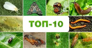Вредители сада и огорода.