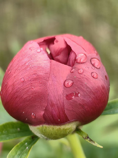 ОСОЗНАННОСТЬ 