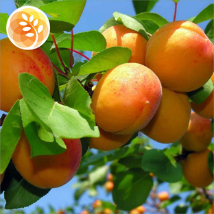 Абрикос ранний