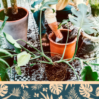 Уход за растением