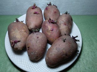 Картофель