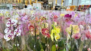 Обзор орхидей в магазинах