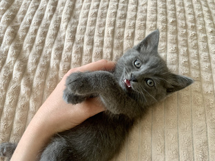 Наши питомцы 