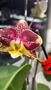 Пиниф  !! Очень симпатичный красавчик ! 