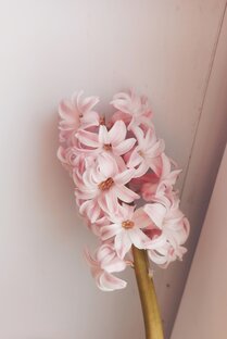 Долюшка женская