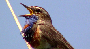 Голоса птиц и зверей