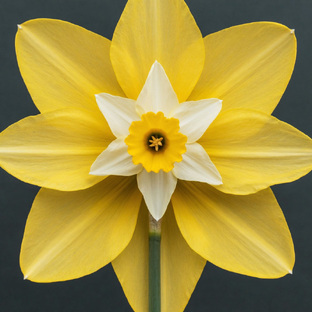 Непростой цветок