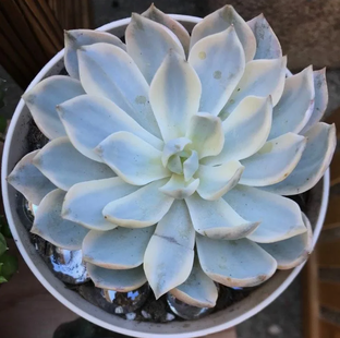 Echeveria PEACOCKII (син. DESMETIANA) - Эхеверия Пеакоцкого, Десмета.