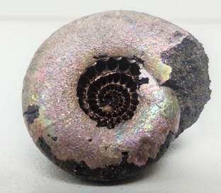 Палеонтология