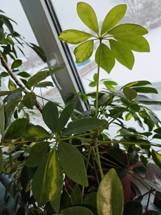 Домашние растения