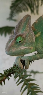 ХАМЗИК, История одного Хамелеона