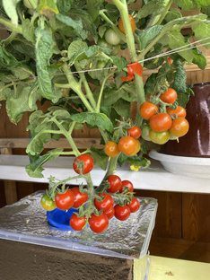 Зимний огород