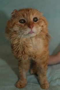 Кот Байкал 
