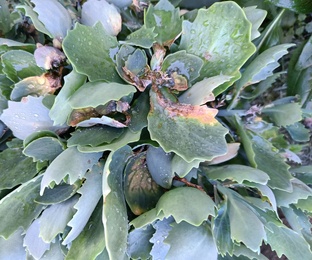 Лечение растений