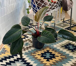 все о Филодендронах