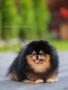 Люся, ах Люся