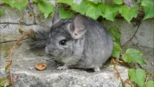 Млекопитающие